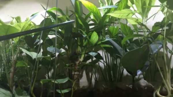 Фитофильтр