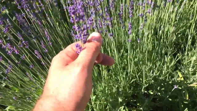 Grosso Lavender Pruning (With Son) смотреть онлайн
