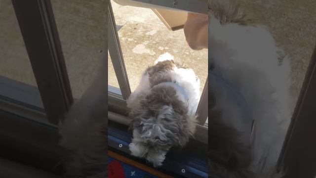 Teaching pup how to use the doggie door смотреть онлайн