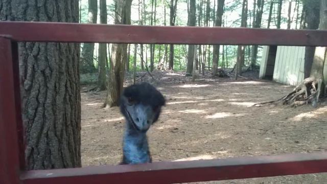 Сумашедший страус атакует смотреть онлайн