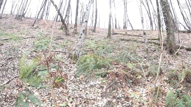 Куда ты пойдёшь копать? Место где было средневековое поселение!? Я его нашёл!《По Старине и Золоту》 смотреть онлайн