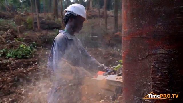 AFRICA EQUATORIAL GUINEA ЭКВАТОРИАЛЬНАЯ ГВИНЕЯ Африка смотреть онлайн