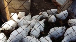 Какой сорт бройлеров лучше кобб 500 или кобб 700 | #Огород #птицеводство #садоводство