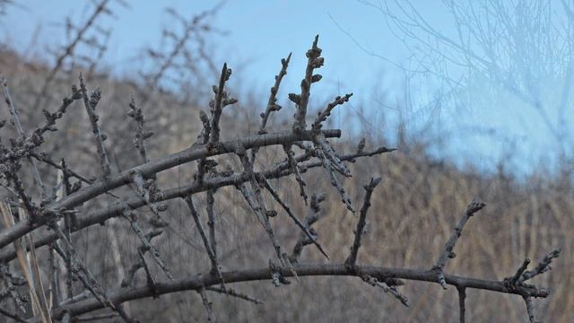 Вечер на горе Горячая в начале февраля смотреть онлайн