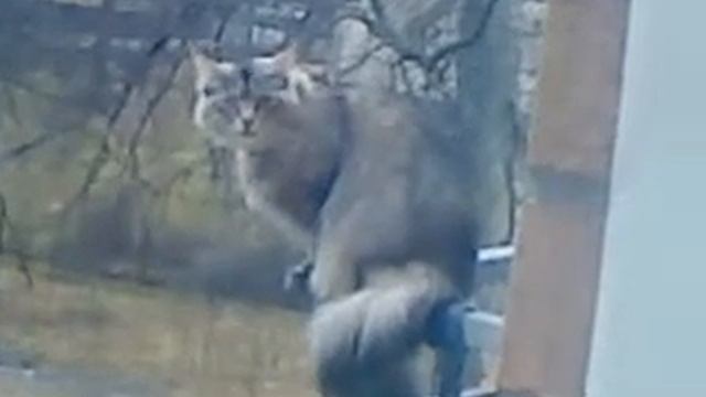 сомалийский кот в Швеции смотреть онлайн