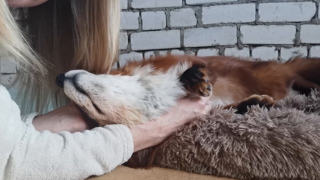 Лис Альф ❤️ Обнимашки с лисой смотреть онлайн