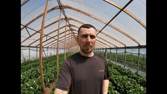 Клубника на стеллажах. Совет. смотреть онлайн