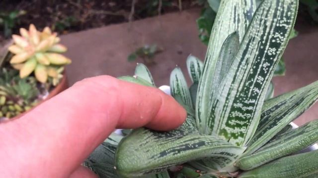"Succulenting with Stephen": Gasteria ‘Little Warty’ смотреть онлайн