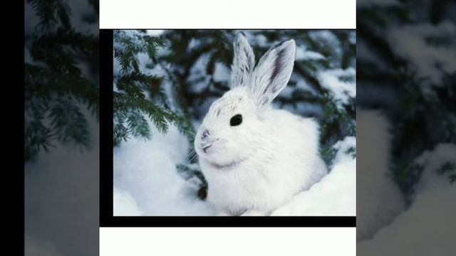 " Жабайы аңдардың тіршілігі" смотреть онлайн