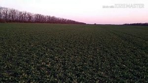 Технология выращивания озимого рапса.