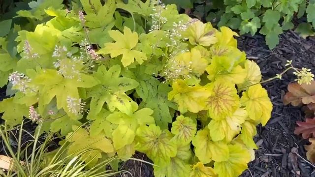 Plant Review, Heucheras and Heucherellas смотреть онлайн