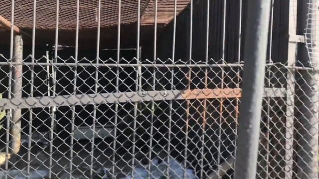 ЗООПАРК ПЕНЗЕНСКИЙ. ПРОГУЛКА ПО ГОРОДУ. ПЕНЗА - ДОСТОПРИМЕЧАТЕЛЬНОСТИ