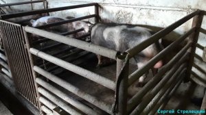 Чучело для взятия семени у хряка!