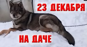 23 декабря. На даче
