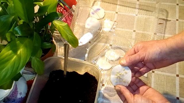 Что будет если замочить в Эпине старые семена? ЭКСПЕРИМЕНТ! Испытала СЕМЕНА ПЕРЦА на ВСХОЖЕСТЬ! смотреть онлайн