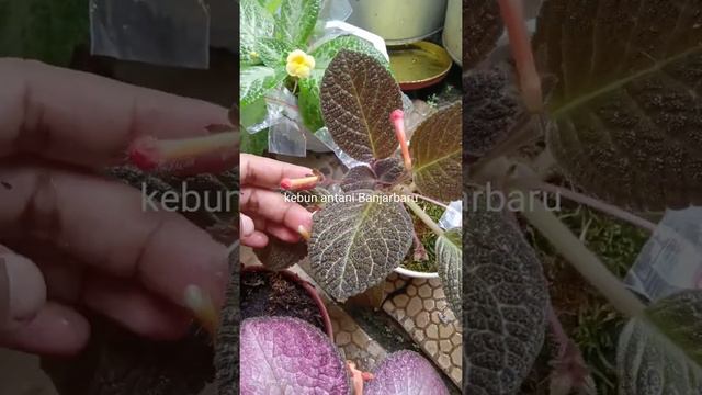 Episcia Hybrid, Episcia Spring Symphony, Dkk