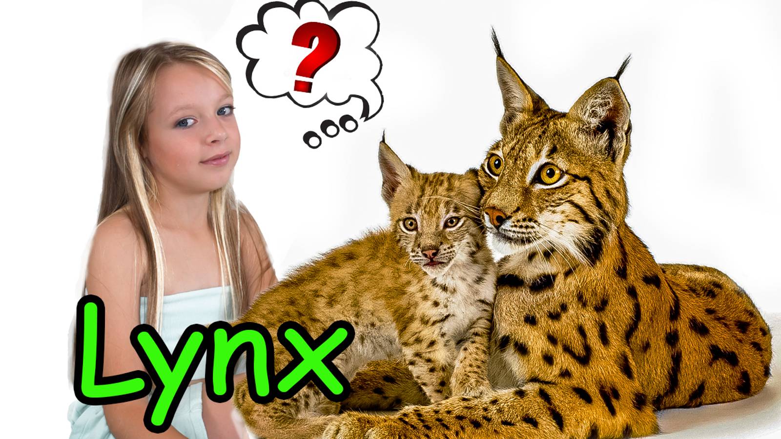 Рысь Мир дикой природы Полина рассказывает об уникальном животном (1)