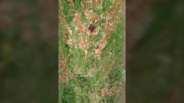 Крым. Керчь. Цветы и виды смотреть онлайн