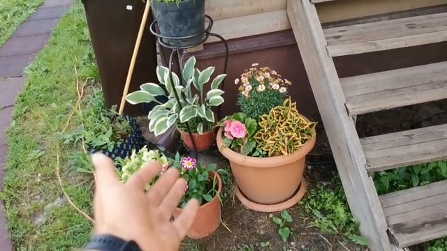 ⚡ Преимущества и НЕДОСТАТКИ выращивания ПЕРЦА В ГОРШКАХ Томаты в МЕШКАХ Огурец дыни и арбузы в Бочк смотреть онлайн