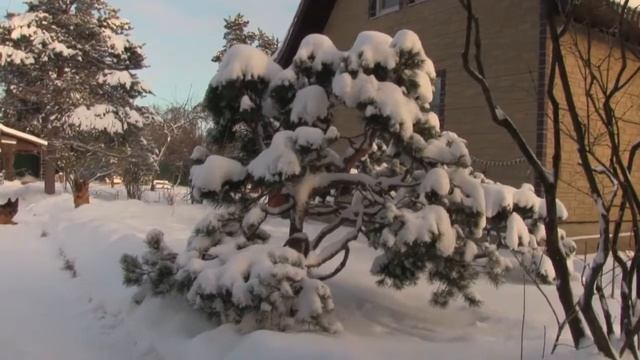 Сосны на даче. 2021.12 смотреть онлайн