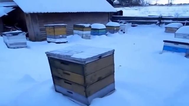 Подкормка пчел зимой