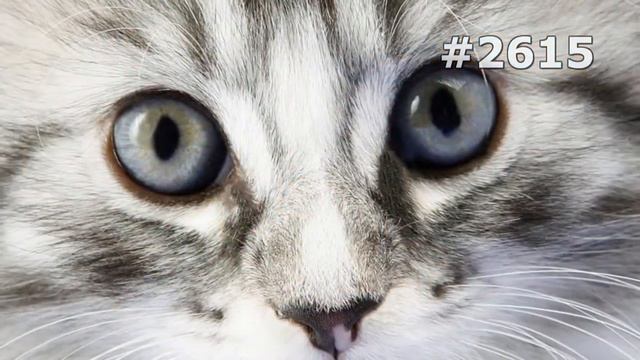 #2615. Коты (В мире животных) смотреть онлайн