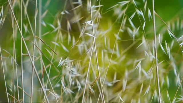 Лето цвета неба (Кавер)