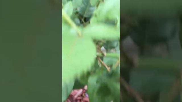 Омаж а Барбара🌺❤️🌺❤️🌺 смотреть онлайн