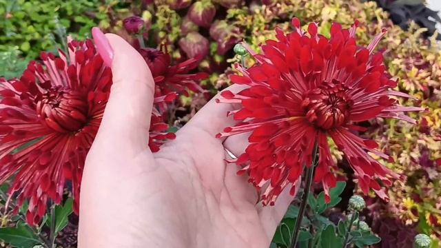 Мой сад в начале Октября. Обзорная прогулка. 04.10.2023. Владимирская область. смотреть онлайн