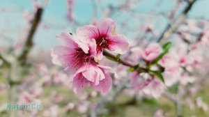 Цветет Миндаль! Хочется слушать снова и снова… Бесконечно красивая музыка Сергея Грищука!