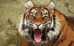 Звук африканского тигра | The sound of the African Tiger