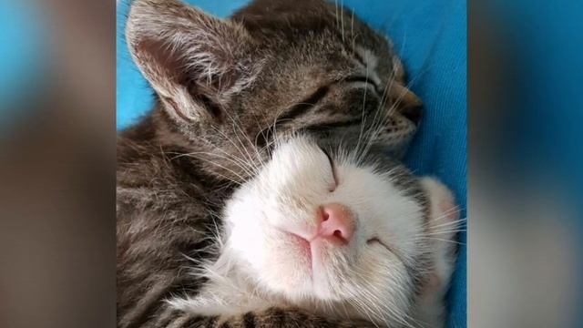 Расслабляющая музыка для котов и кошек?Успокойте своих животных музыкой! ? смотреть онлайн