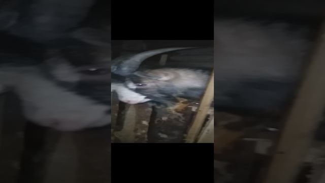 Козёл Михаил Евграфович.