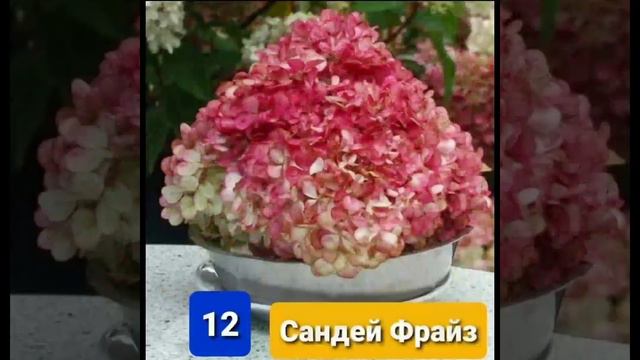 КРАСНЫЕ СОРТА Гортензии Метельчатой #наташинИсерёжинСАД смотреть онлайн