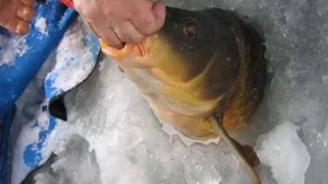 Поиски зимнего карпа - Где искать карпа зимой