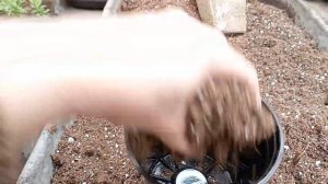 калибрахоа. перевалка черенков для пышных кустов к весне!