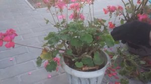 Как сохранить зимой герань. Как сохранить зимой пеларгонию