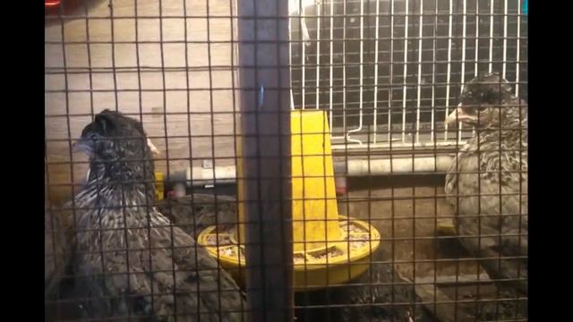 Полтора месяца цыплятам породы Кремовый Легбар. Сезон 2020/1.5 months for cream Leggar chickens.202 смотреть онлайн