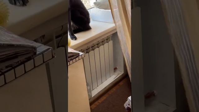 Белонос Семёнович 136 #котипес #животные смотреть онлайн