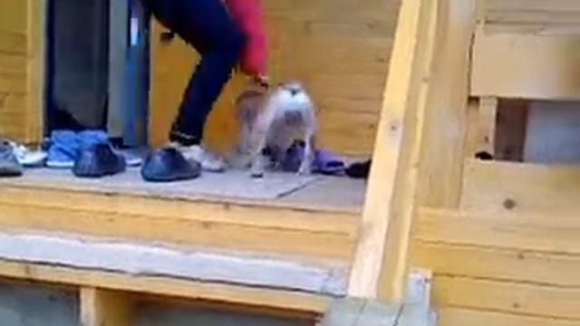 Английский бульдог коротконог. смотреть онлайн