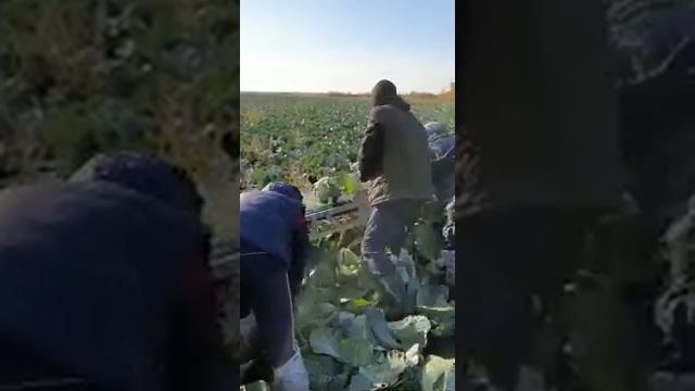 Уборка белокочанной капусты почти комбайном (Тюмень) смотреть онлайн