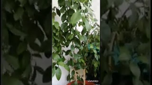 Выращивание боковых веток смотреть онлайн