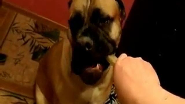 Бульмастиф и косточка смотреть онлайн