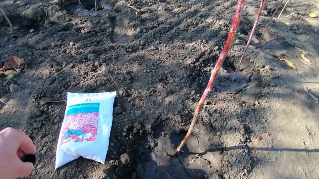 Малина как сажать, ухаживать, выращивать, обрезать смотреть онлайн