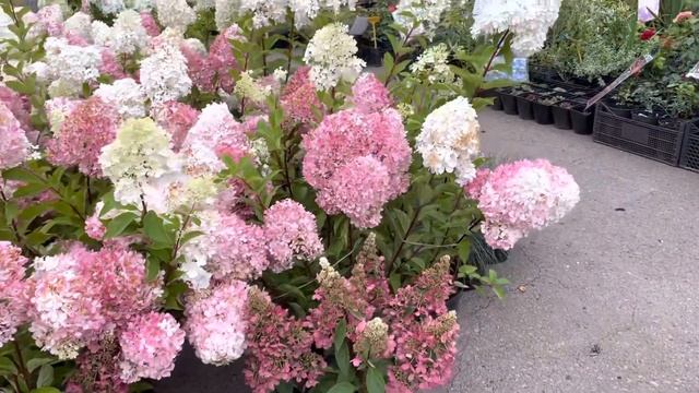 Перечень ассортимента! смотреть онлайн