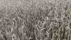 Удобрение на основе куриного помета и урожай пшеницы