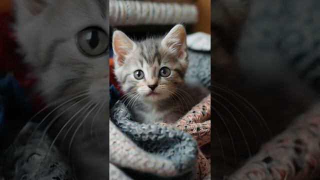 Котята ✝️ 48 смотреть онлайн