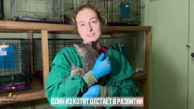 Малыши - Малинки! Помочь https://pitomec58.com/donate смотреть онлайн