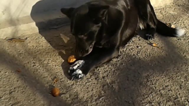 Собака ест орехи/Dog eats nuts смотреть онлайн