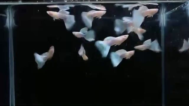 5 причин завести гуппи 5 причин купить гуппи смотреть онлайн